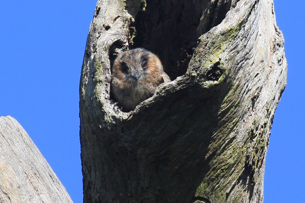 Owlet-nightjars in Duggan Park