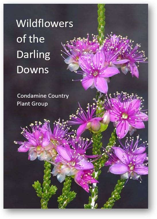Wildflowers of the Darling Downs