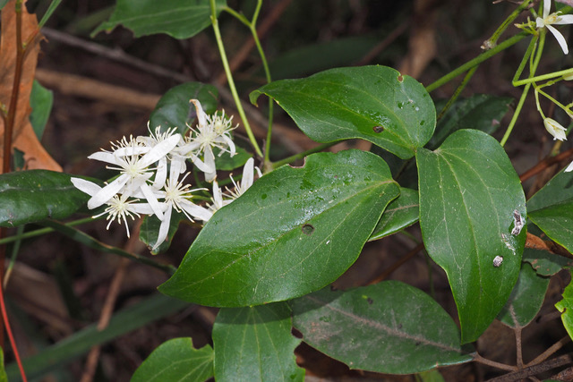 Clematis glycinoides – Friends of the Escarpment Parks Toowoomba