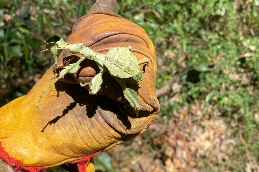 Echo Valley: Help wanted & amazing insect Echo Valley: Help wanted & amazing insect