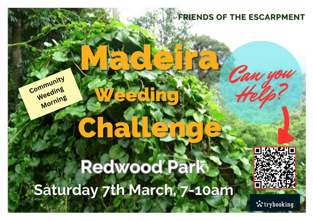 Redwood Madeira Challenge – Autumn Redwood Madeira Challenge – Autumn