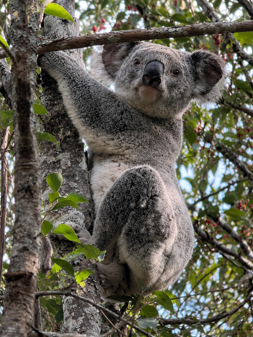 Koala sighting in Jubilee Park