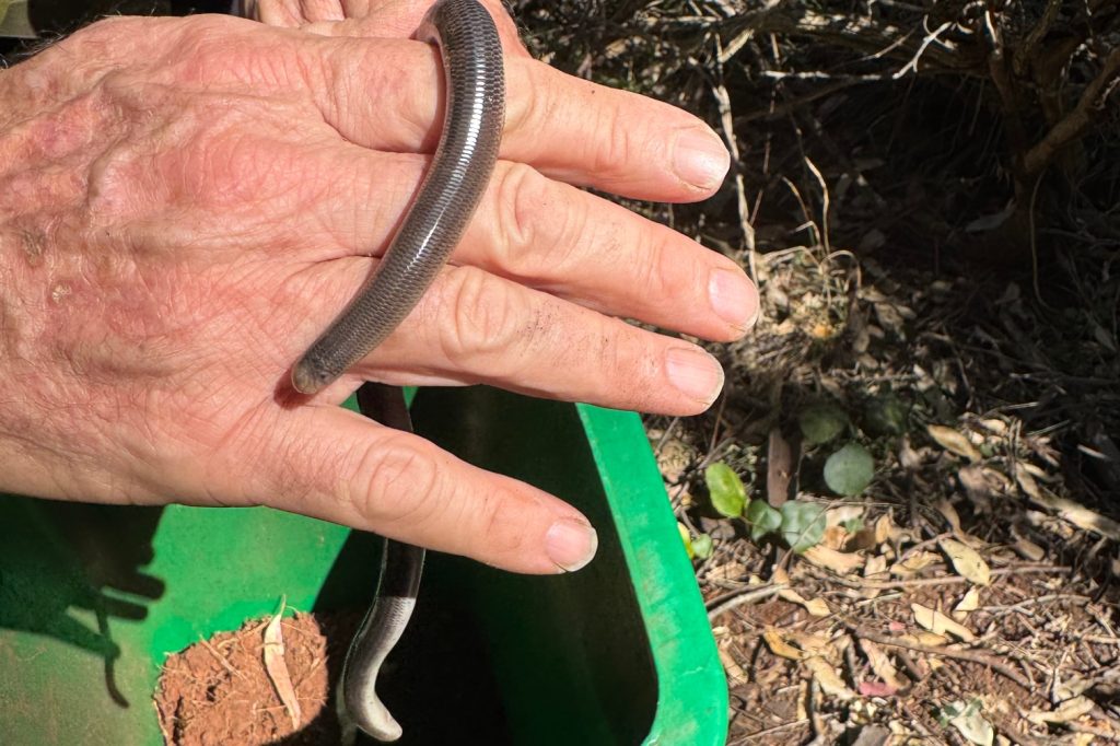 Blind Snake at Rogers Reserve