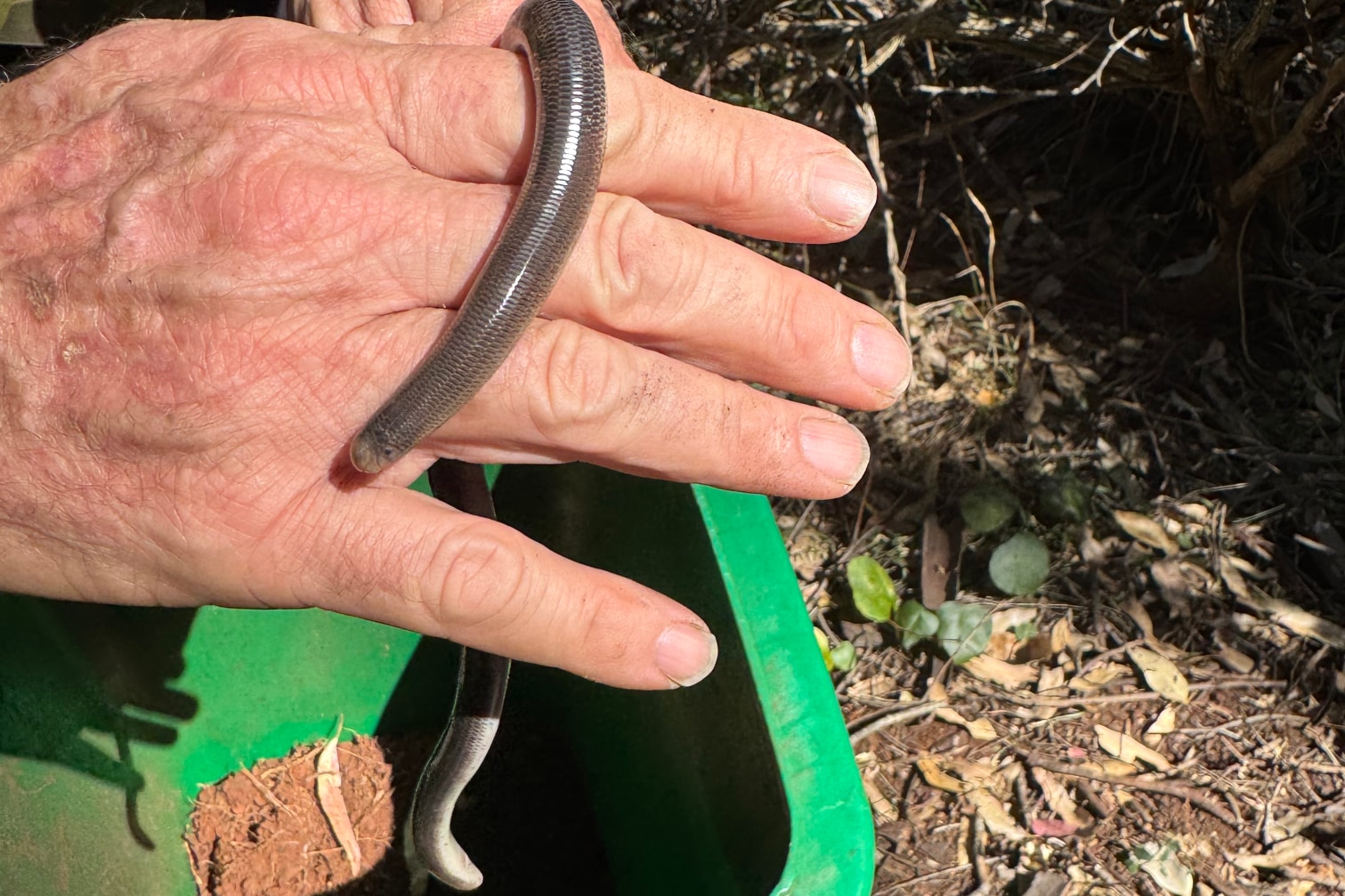Blind Snake at Rogers Reserve