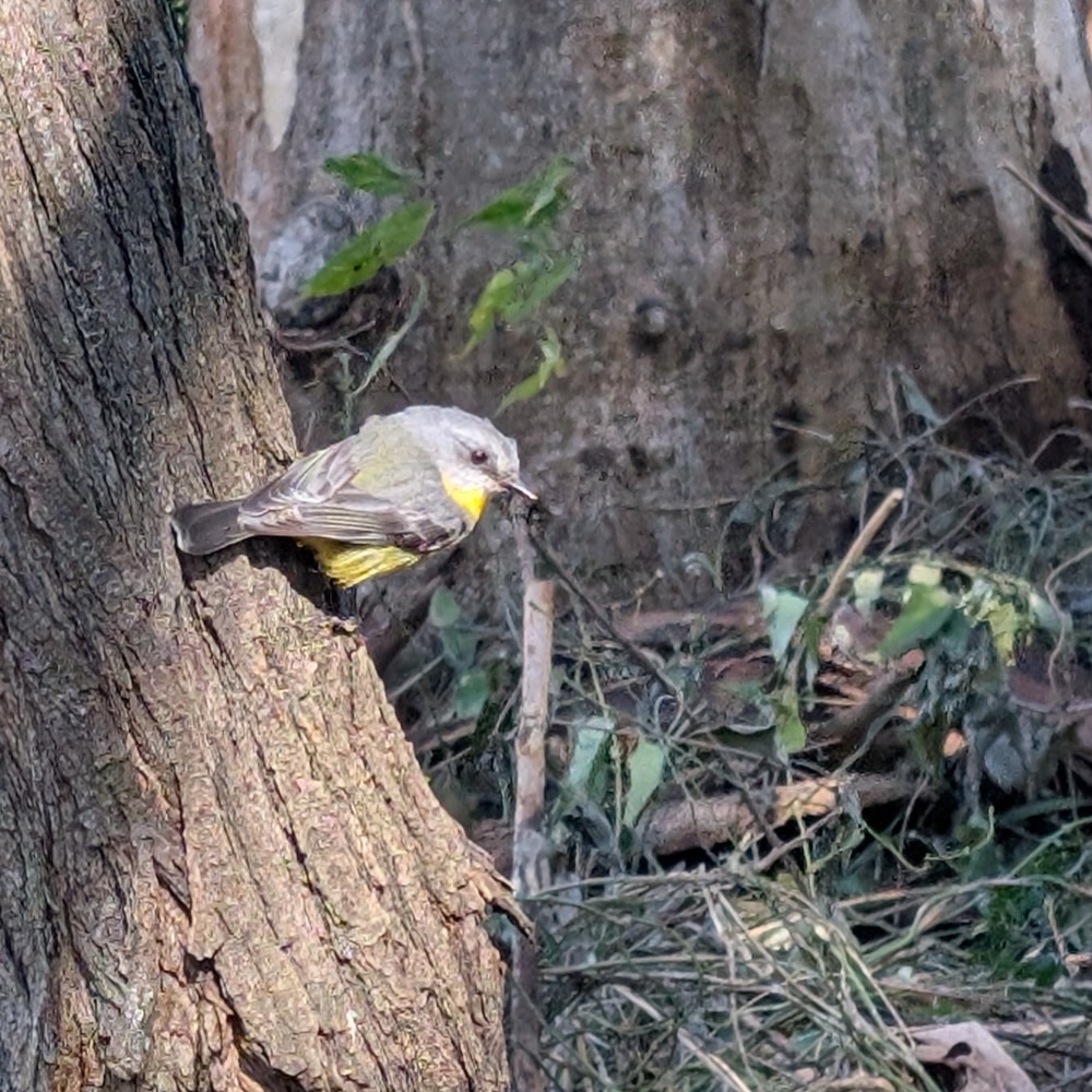 Eastern Yellow Robin